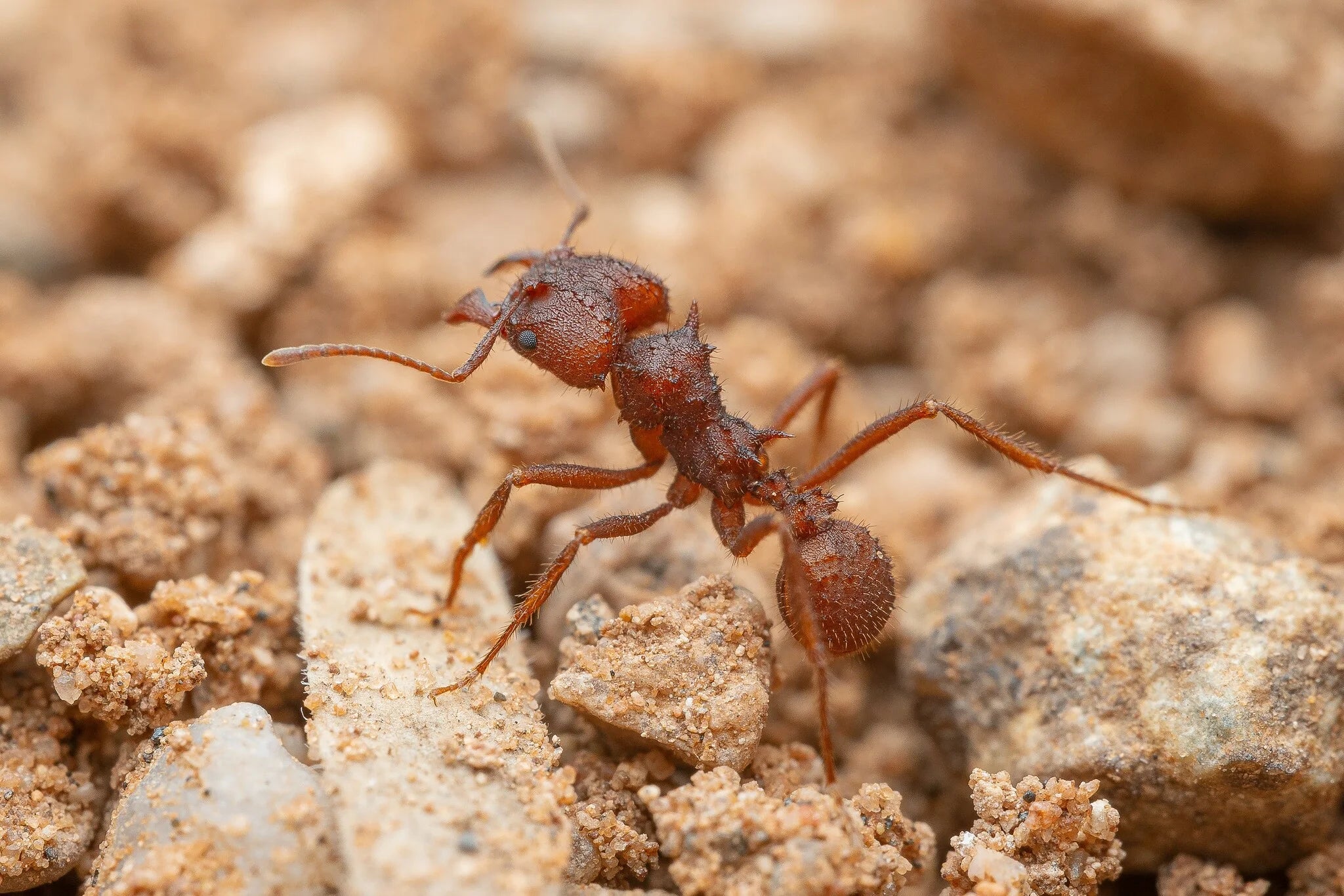 What to Feed Your Leafcutter Ants: A US Keeper's Leaf Guide