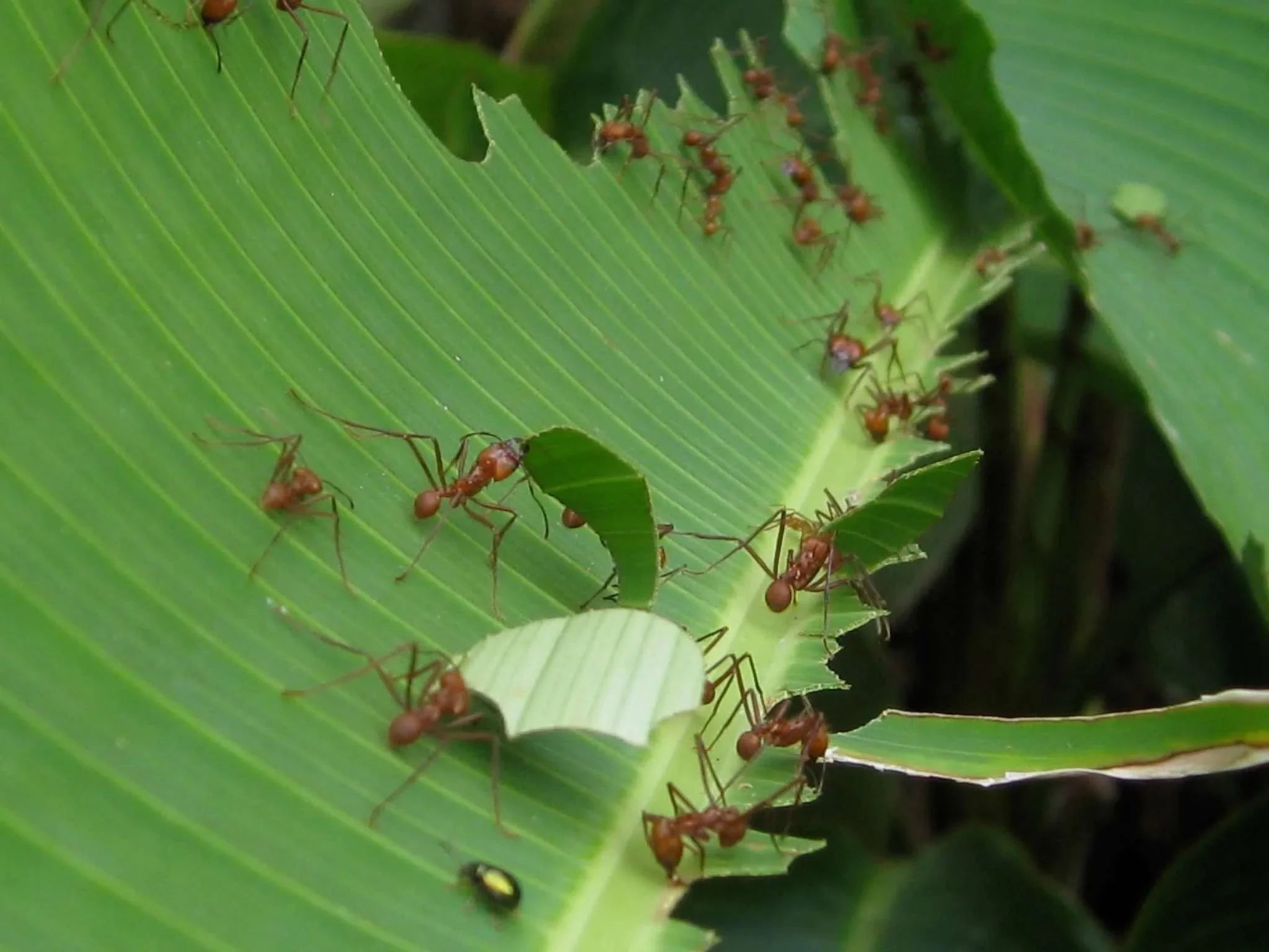 The Leafcutter Ant Fungus Garden: How It Works and How to Keep It Healthy