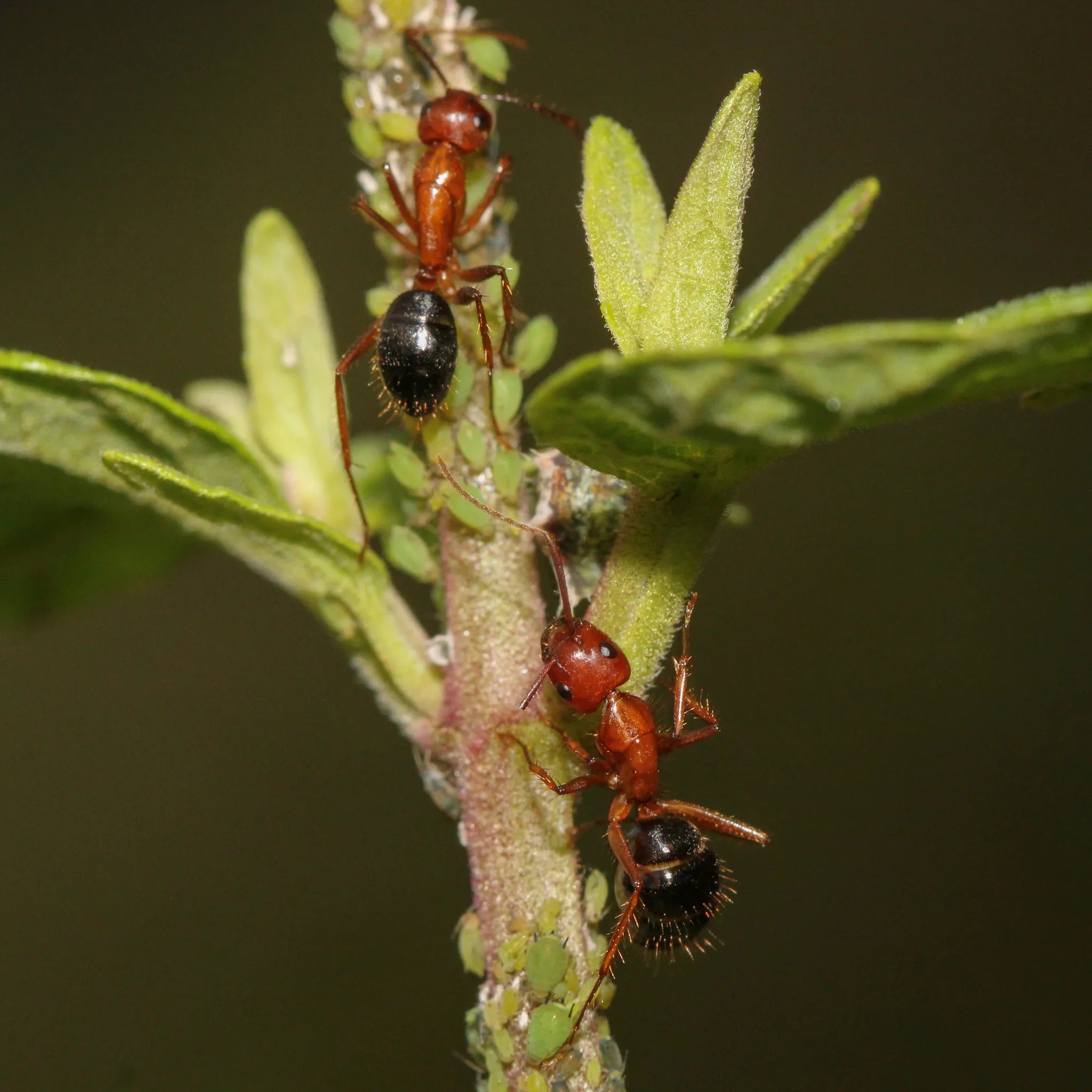 Camponotus floridanus Care Guide: How to Keep Florida Carpenter Ants
