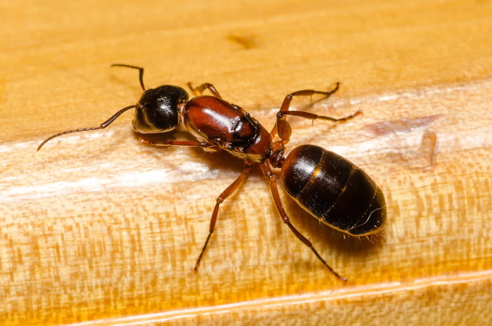 The Best Beginner Ant Species for Your Part of the USA