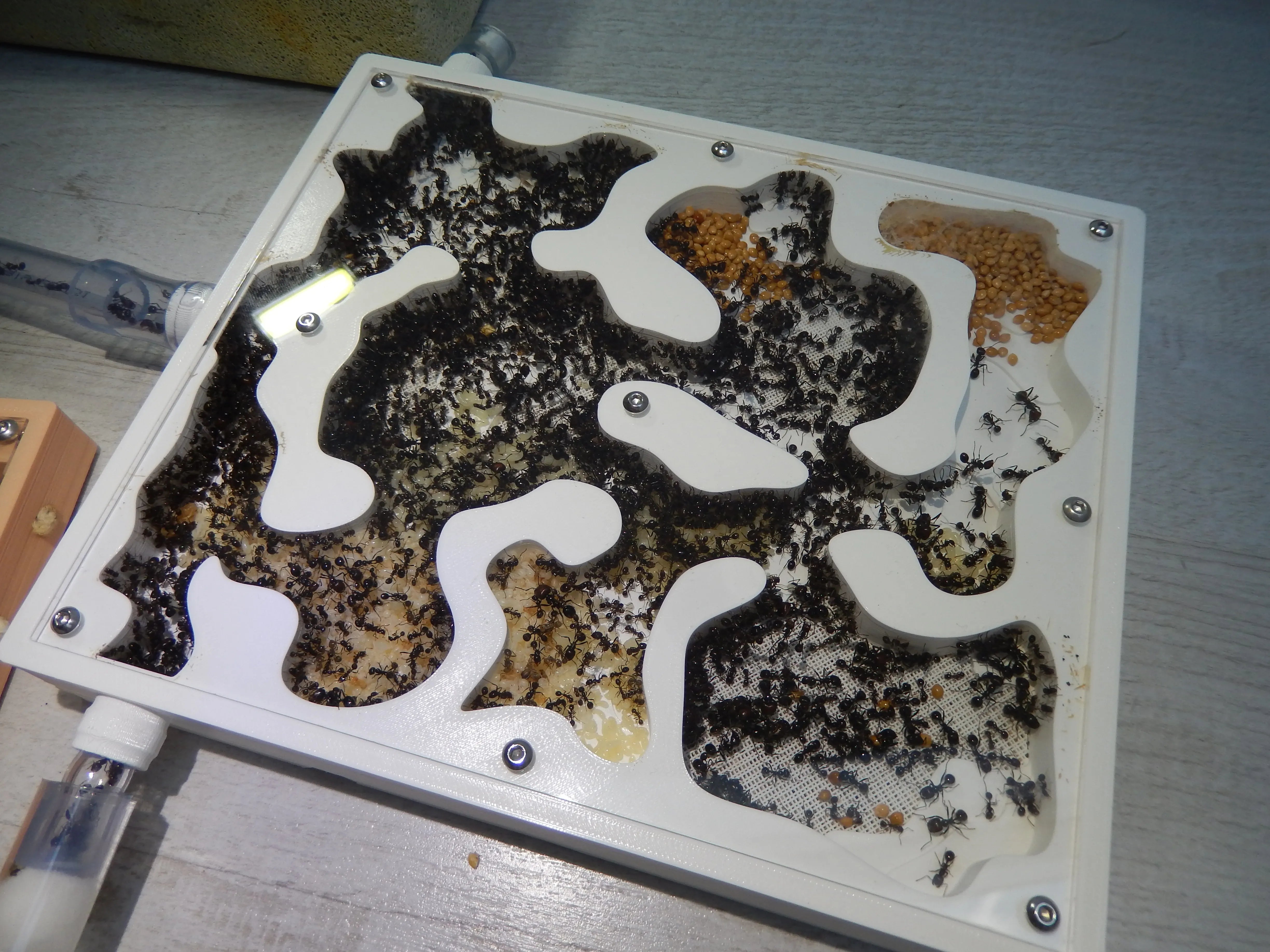 Where to Buy Ant Farms and Equipment in the USA (2026 Guide)