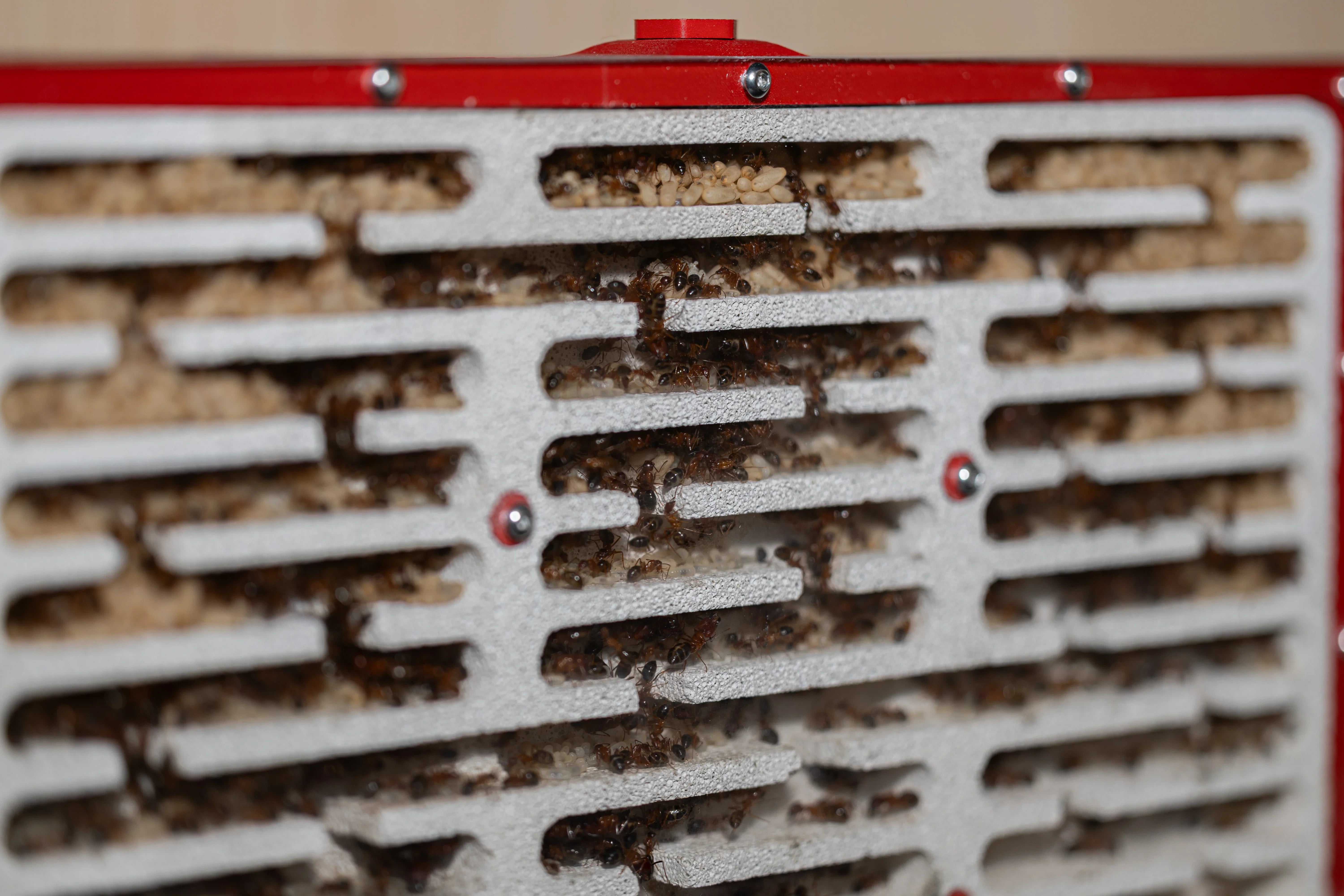 Climate Change Is Reshaping Which Ants Win in America