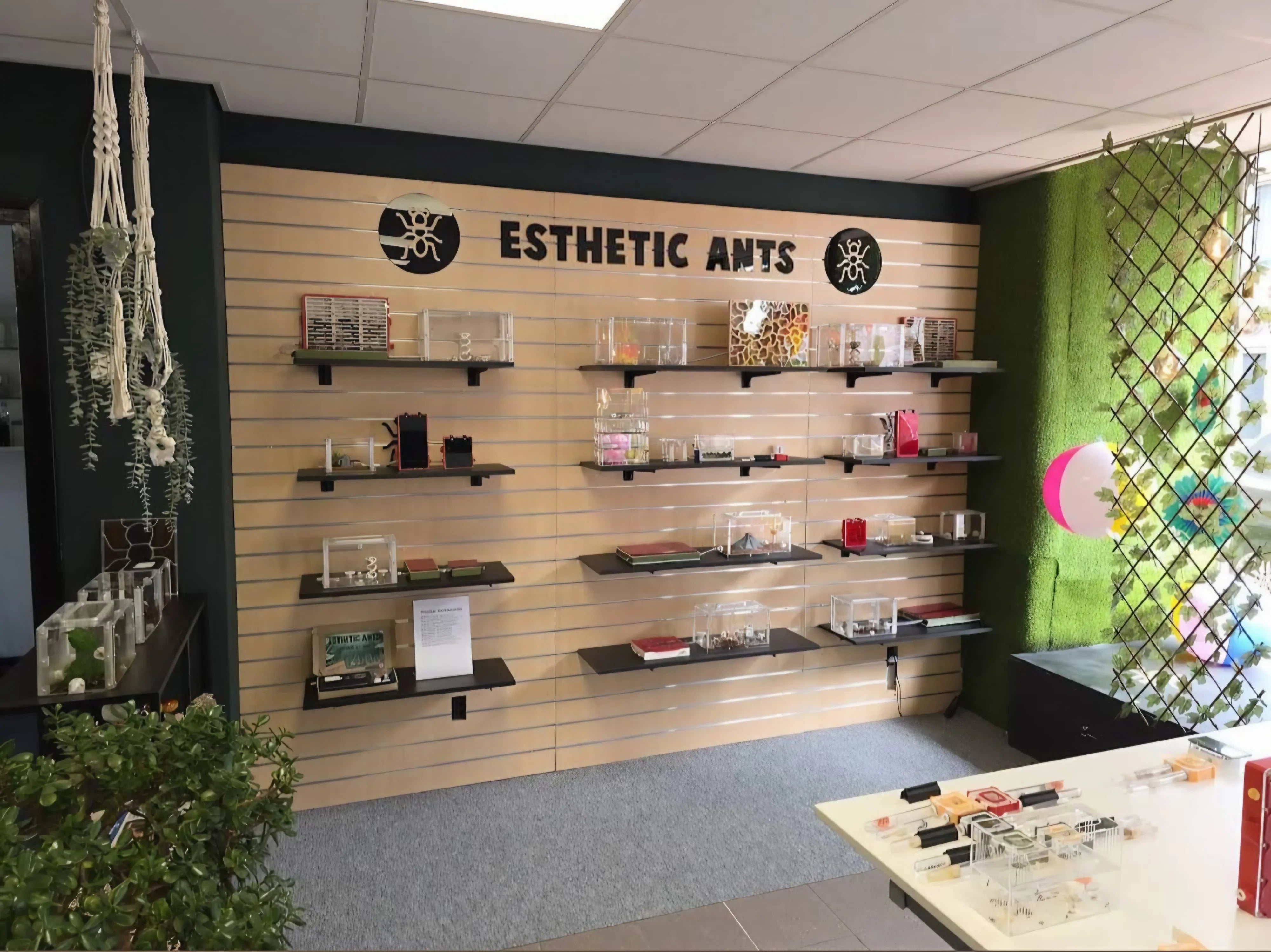 What Is Esthetic Ants? The Story Behind the Brand and Esthetic Ants USA
