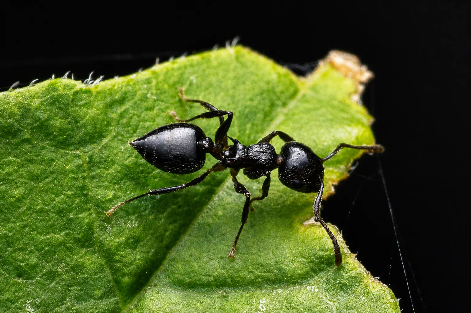 Acrobat Ant Care Guide: How to Keep Crematogaster in the United States