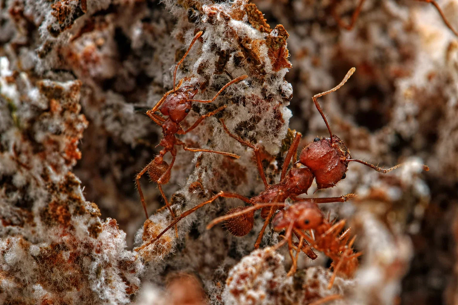 Texas Leafcutter Ant Care Guide: How to Keep Atta texana