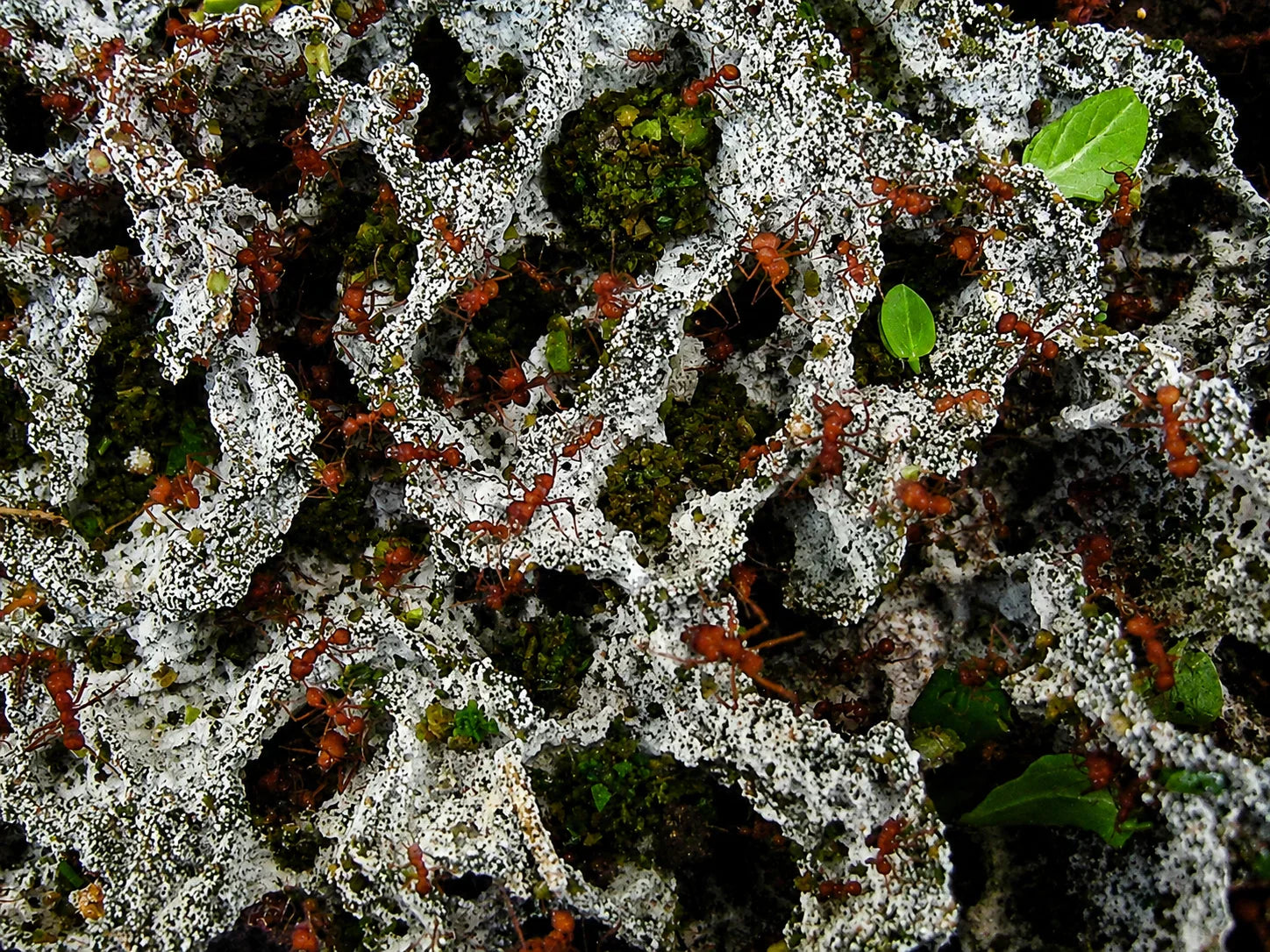 Why Your Leafcutter Ant Fungus Garden Crashed (And How to Prevent It)