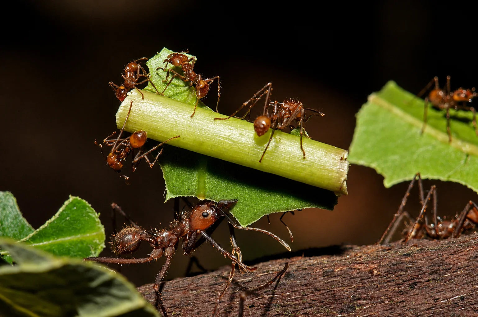 The Leafcutter Ant Colony Life Cycle: From Founding Queen to Supercolony