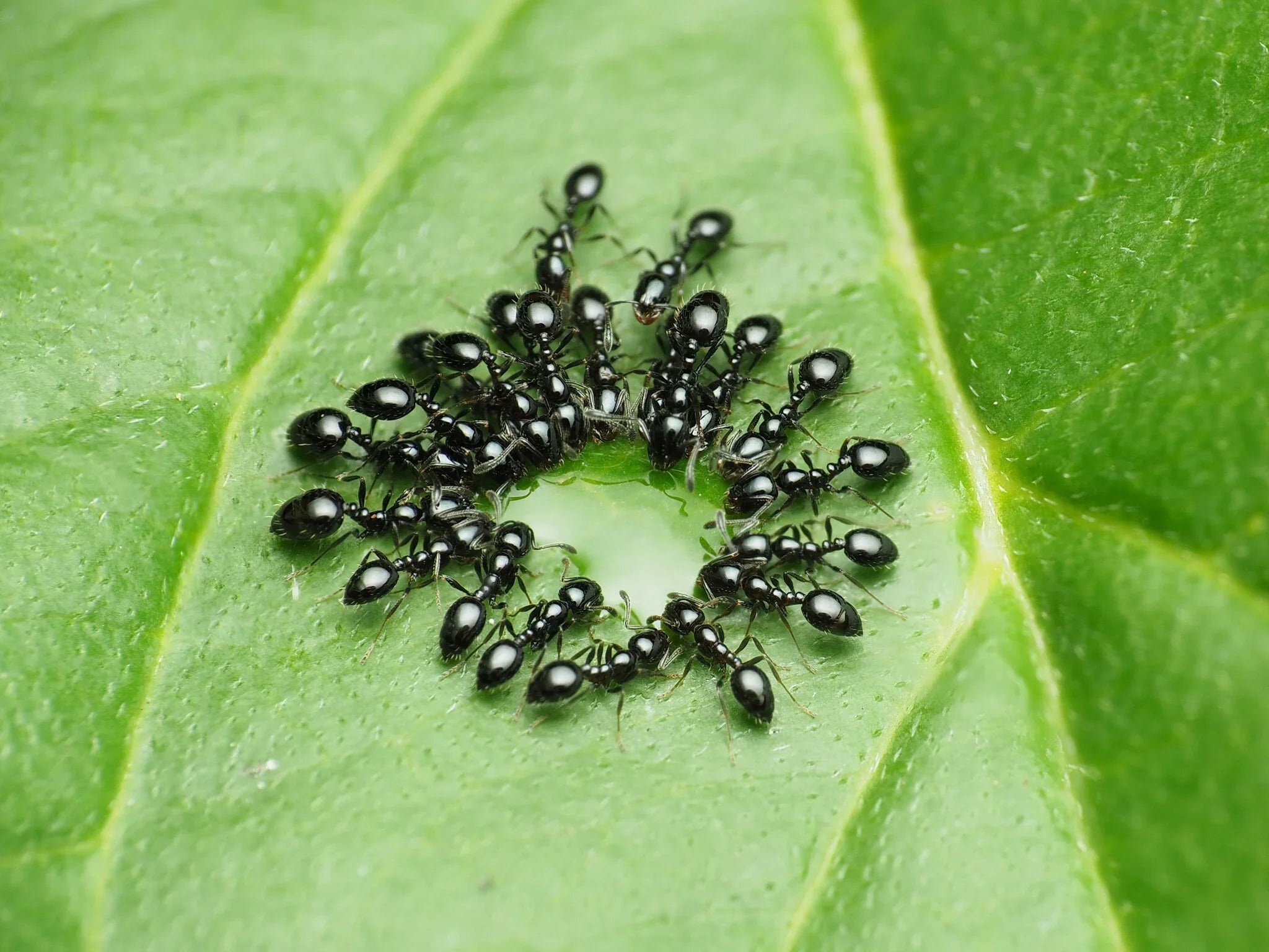 Little Black Ant Care Guide: How to Keep Monomorium minimum