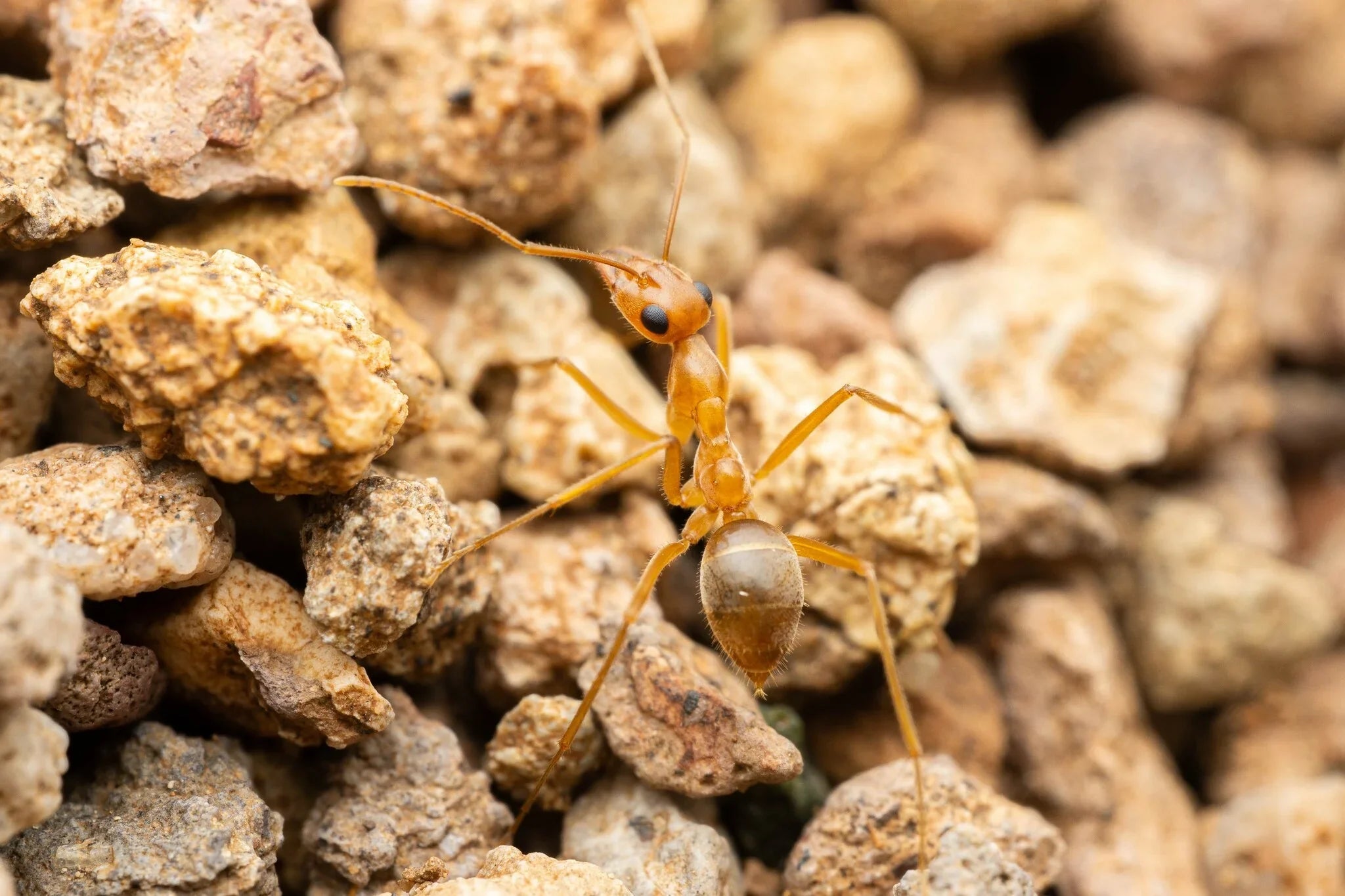 Honeypot Ant Care Guide: How to Keep Myrmecocystus mexicanus