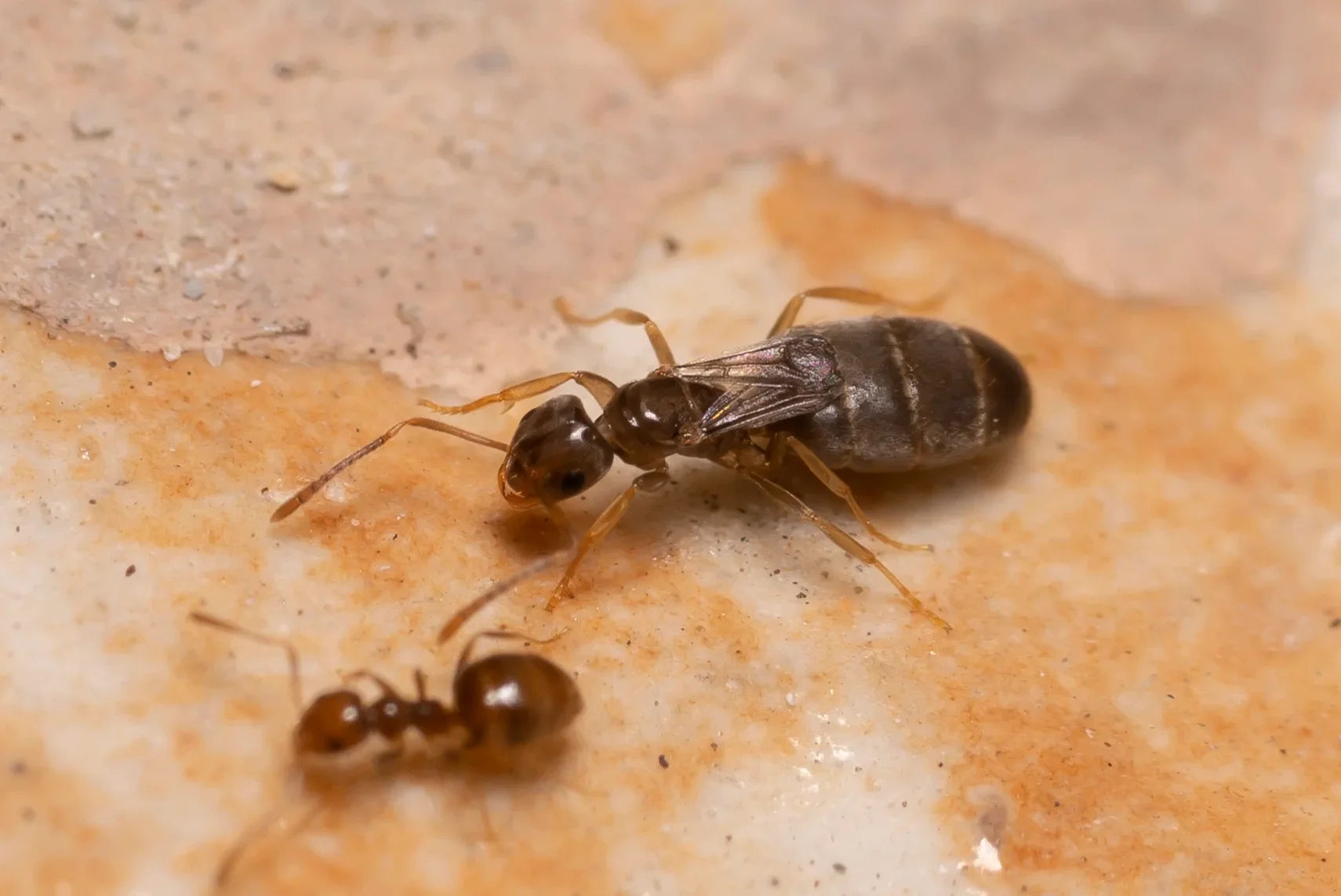 When Do Queen Ants Fly in the USA? Nuptial Flight Season by Region
