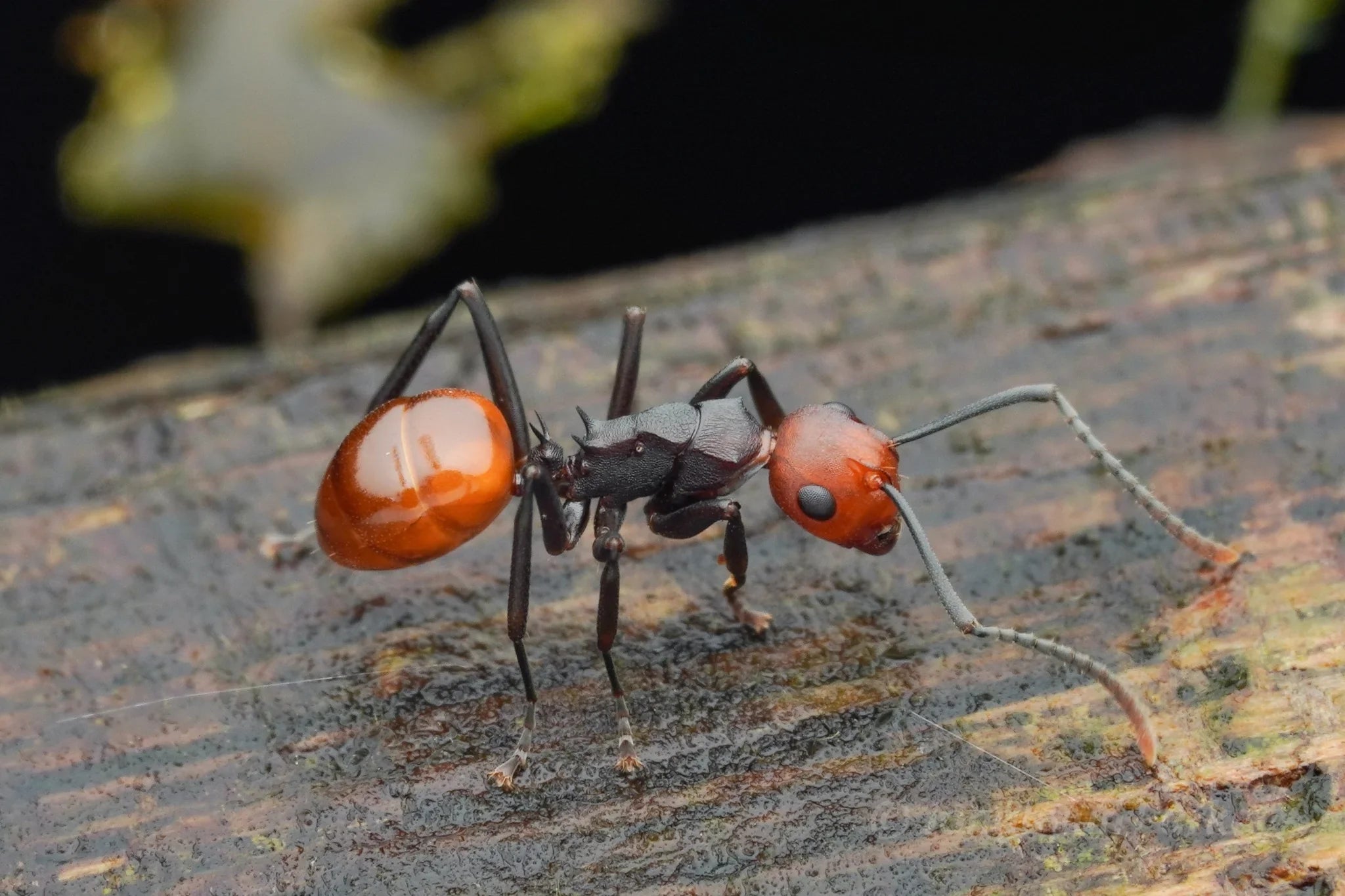 How to Identify a Queen Ant: A US Keeper's Field Guide