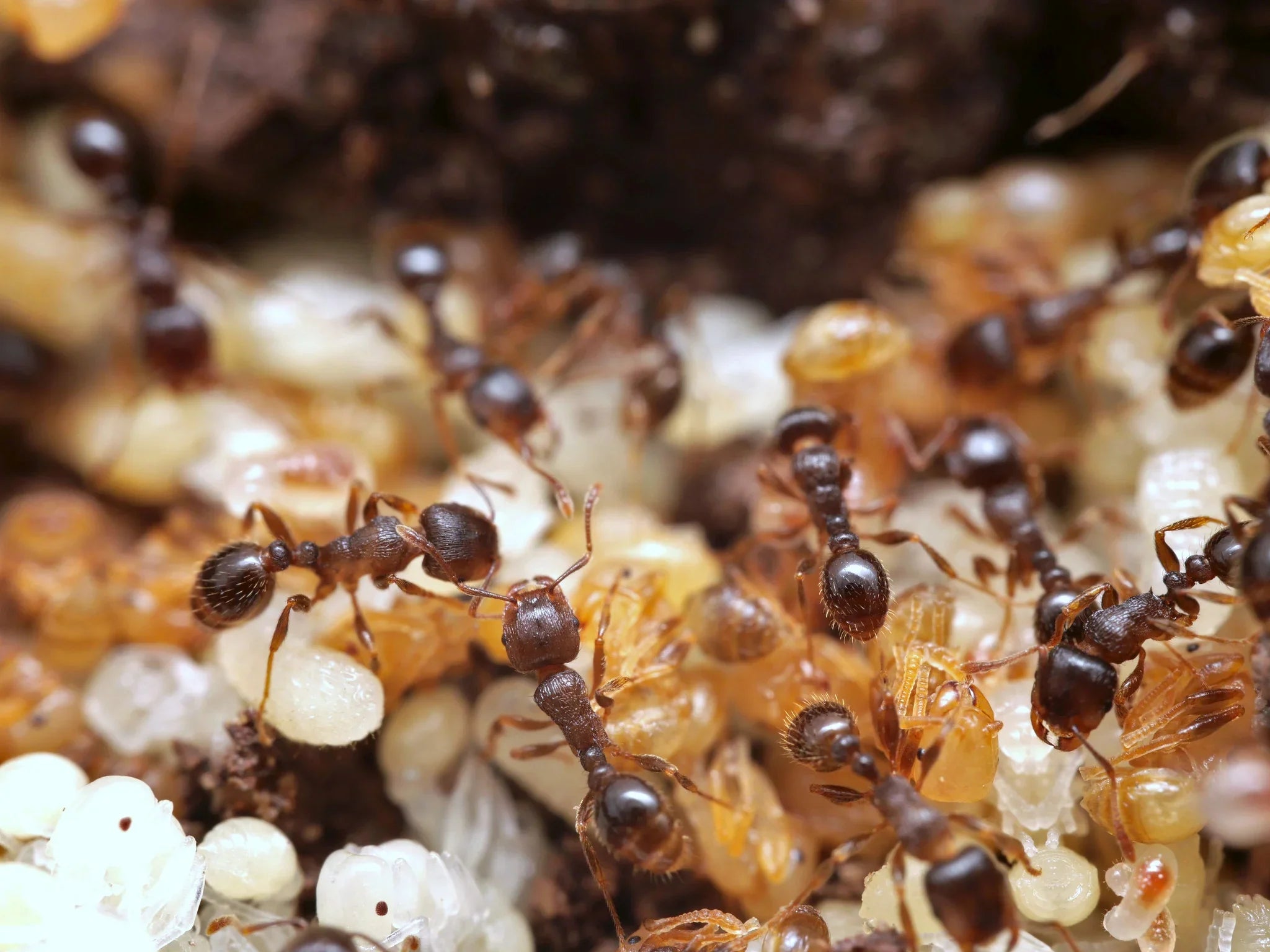 Pavement Ant Care Guide: How to Keep Tetramorium caespitum
