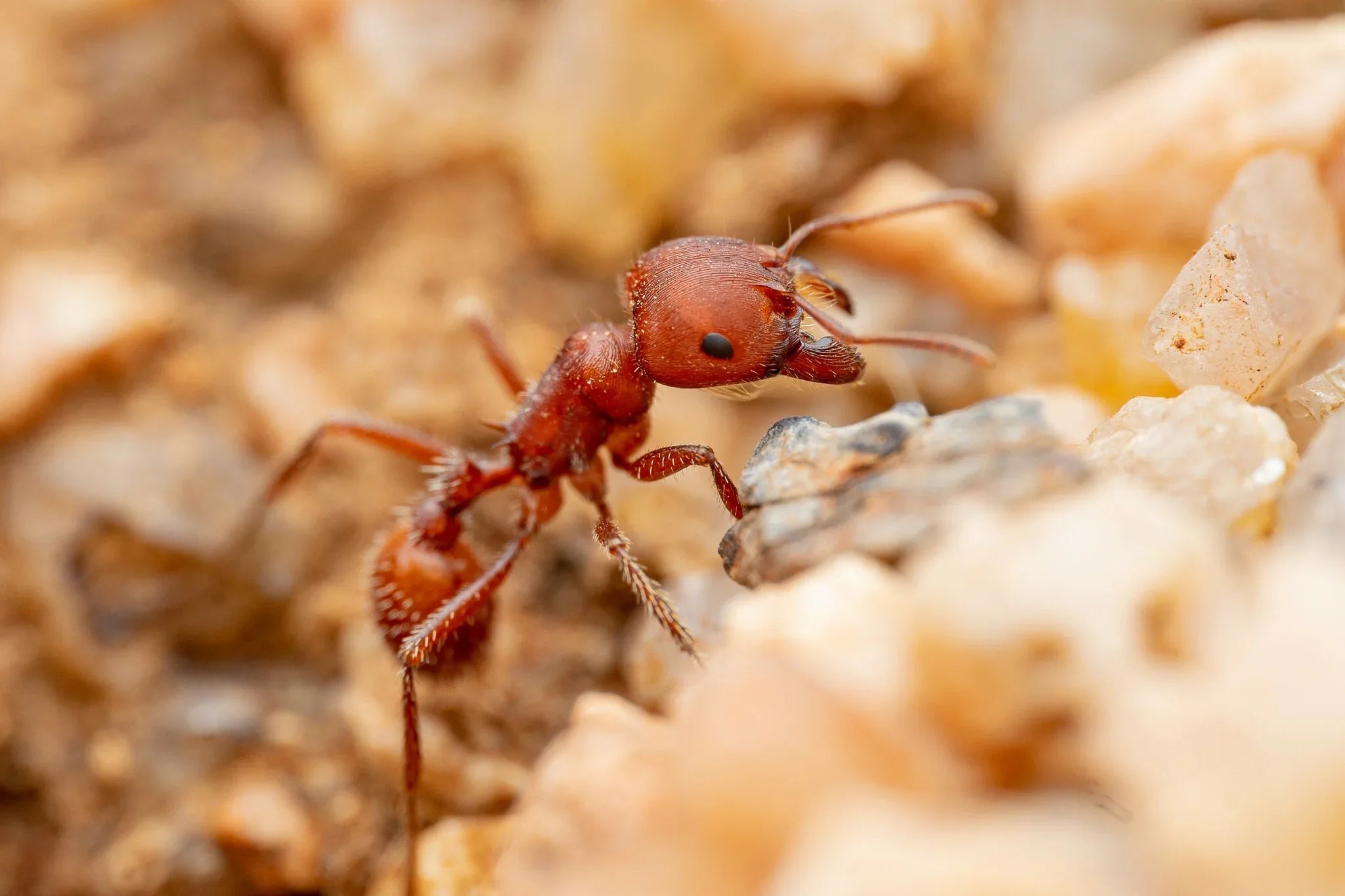 Pogonomyrmex barbatus Care Guide: How to Keep Red Harvester Ants