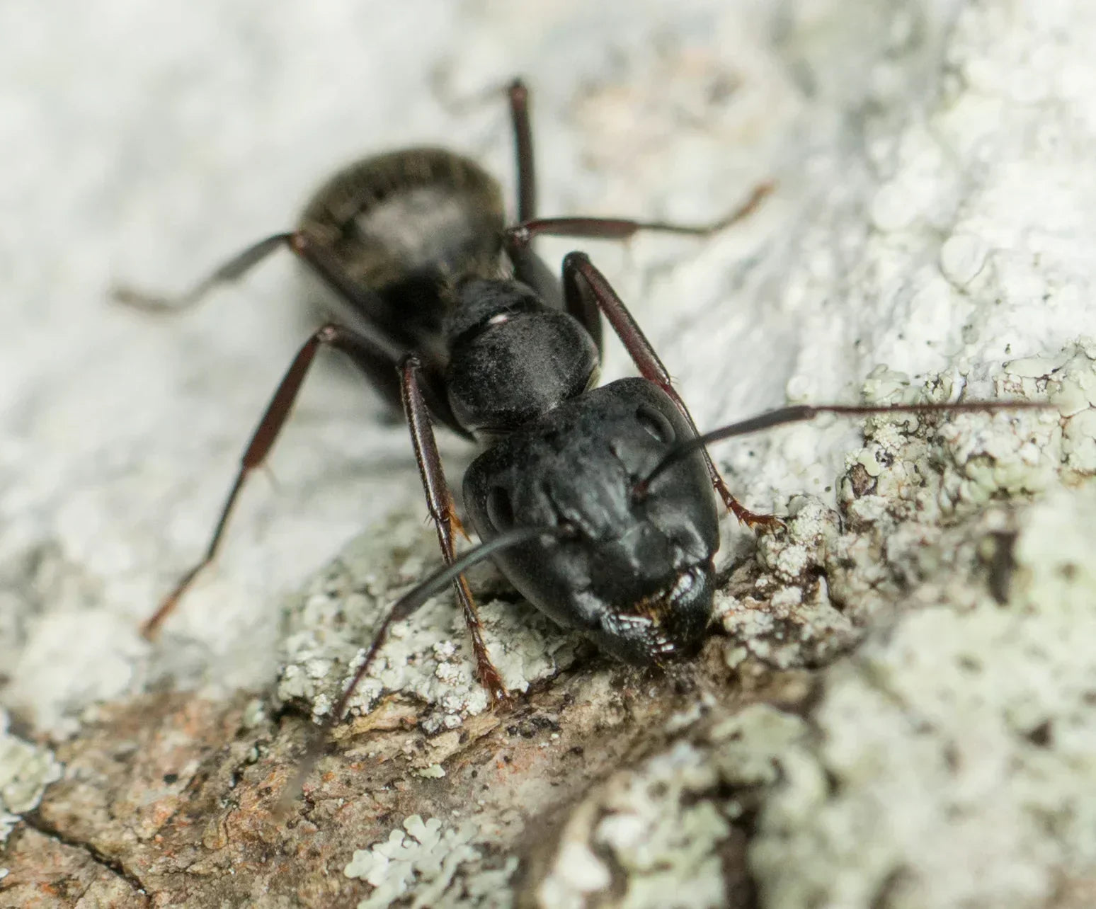 Complete care guide for Camponotus pennsylvanicus (Eastern Black Carpenter Ant). Housing, feeding, hibernation, and tips for US ant keepers.
