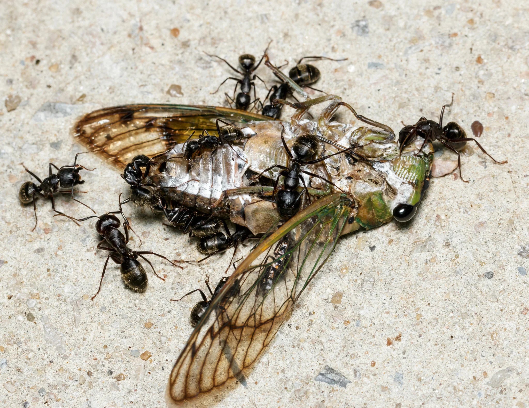 What to Feed Your Ants: A Complete Feeding Guide for US Ant Keepers