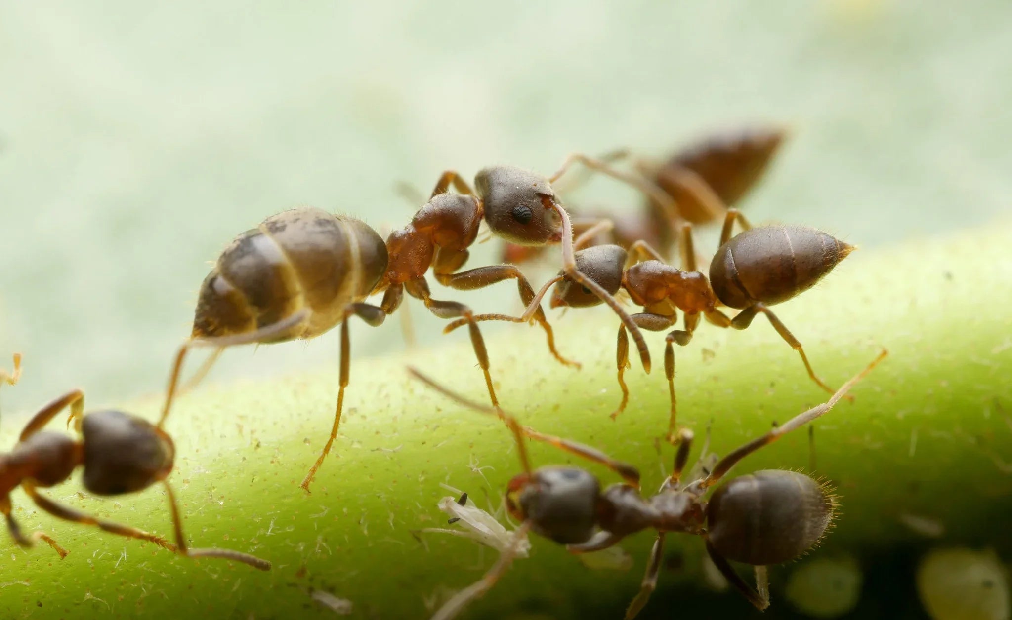 Black Garden Ant Care Guide: How to Keep Lasius niger in the United States