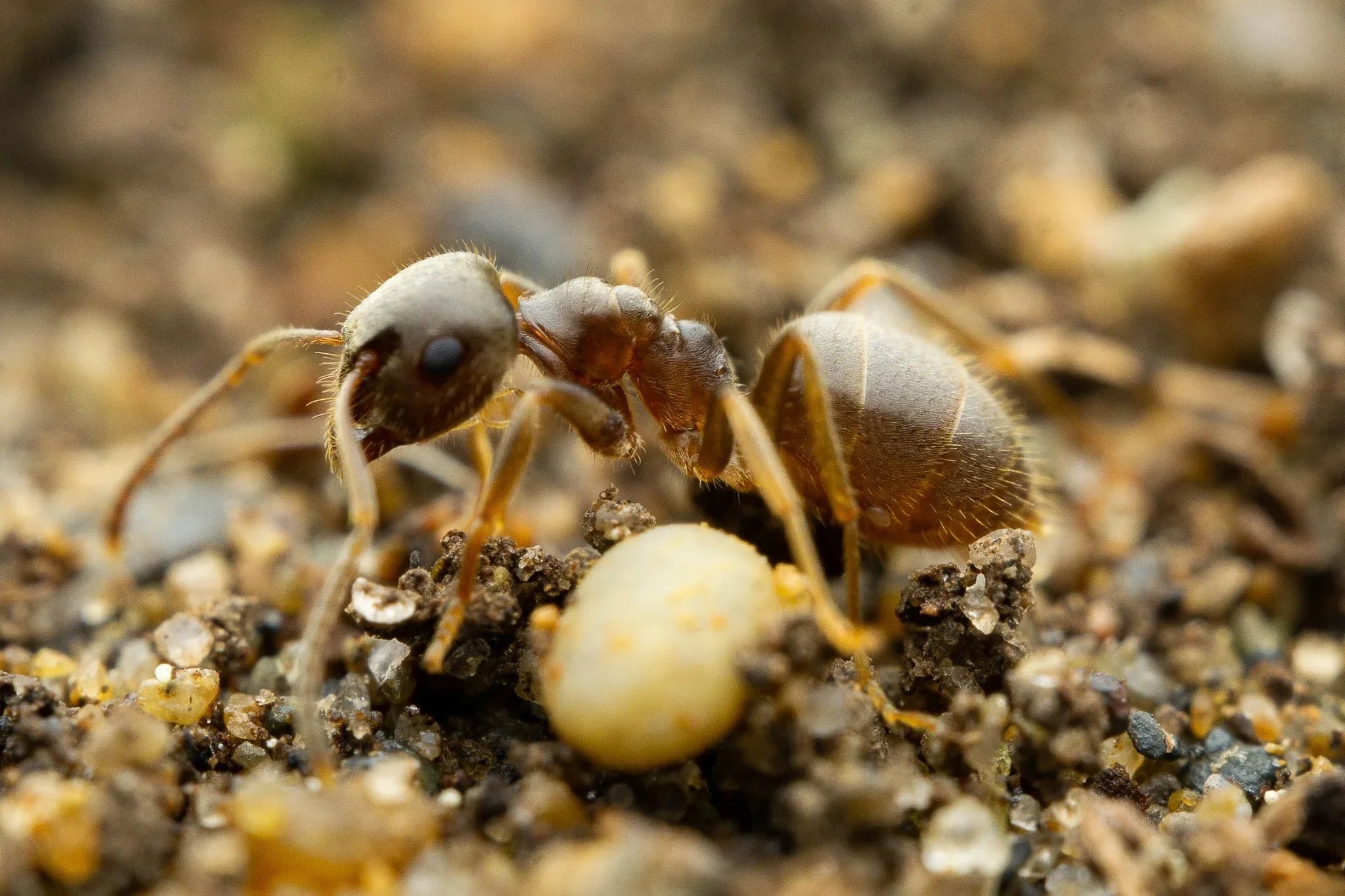 How to Keep Lasius neoniger