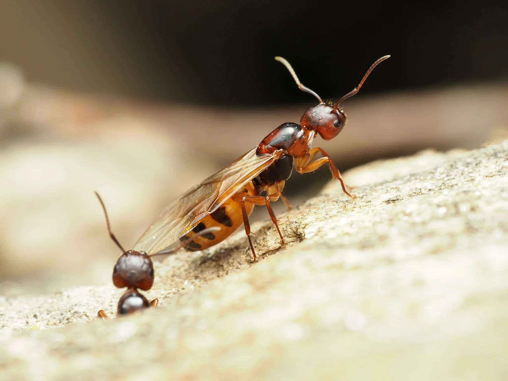 Dusky Carpenter Ant Care Guide: How to Keep Camponotus subbarbatus