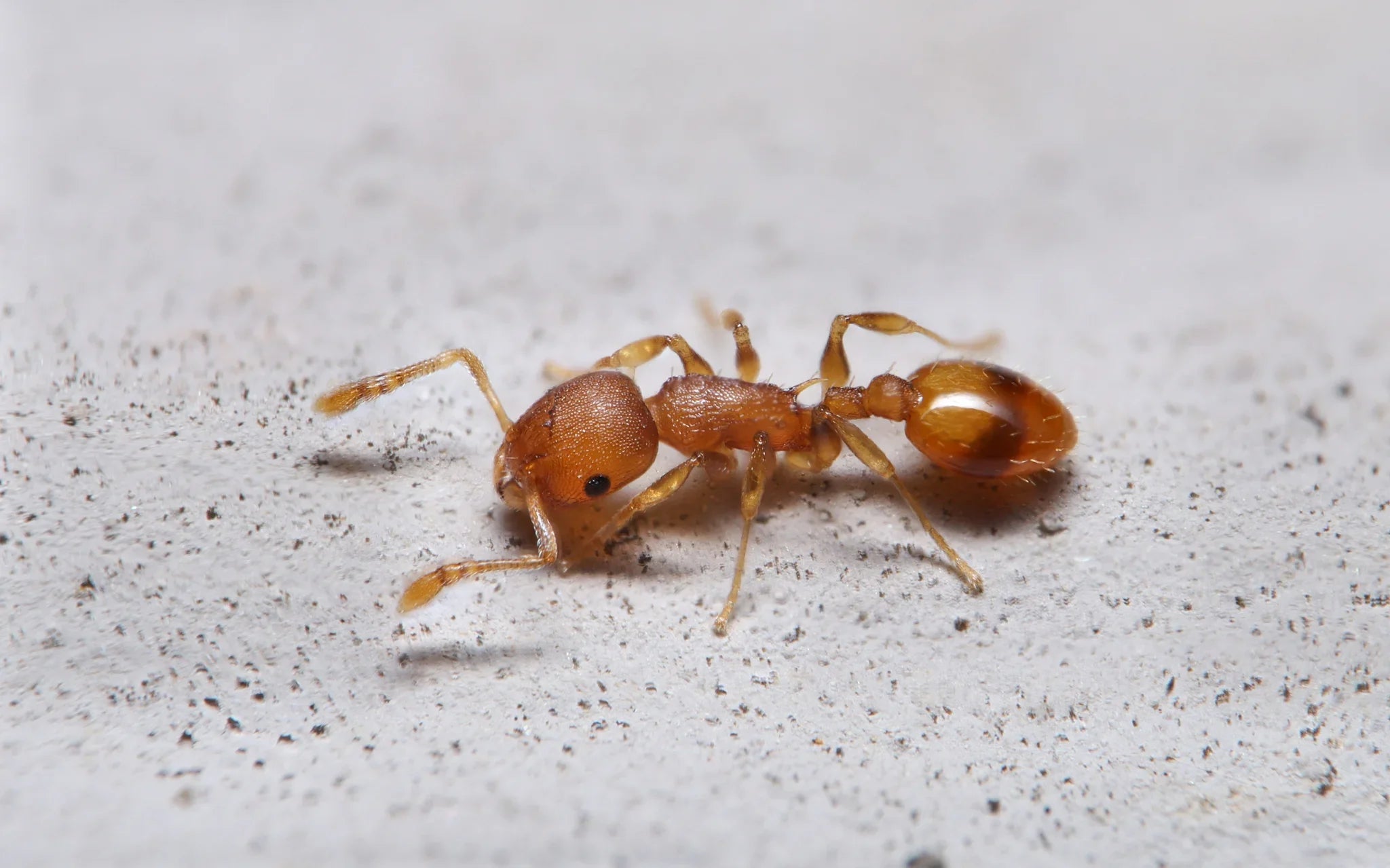 Acorn Ant Care Guide: How to Keep Temnothorax (Acorn Ants)