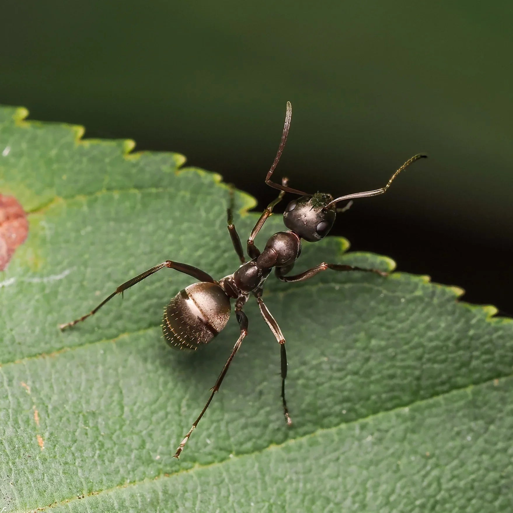 Formica subsericea Care Guide: How to Keep the Silky Field Ant