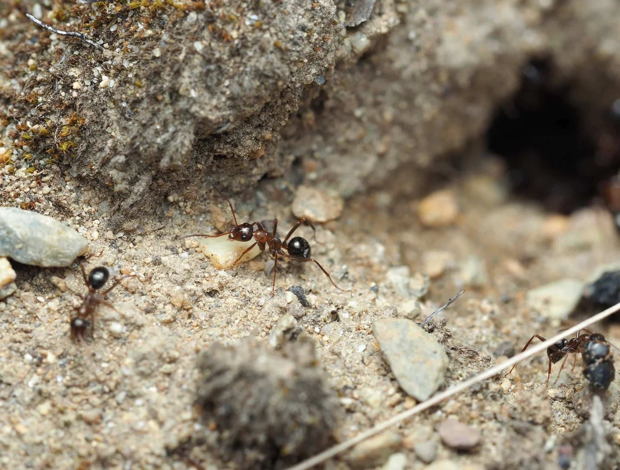 Formica pallidefulva Care Guide: How to Keep the Pale Yellow Field Ant