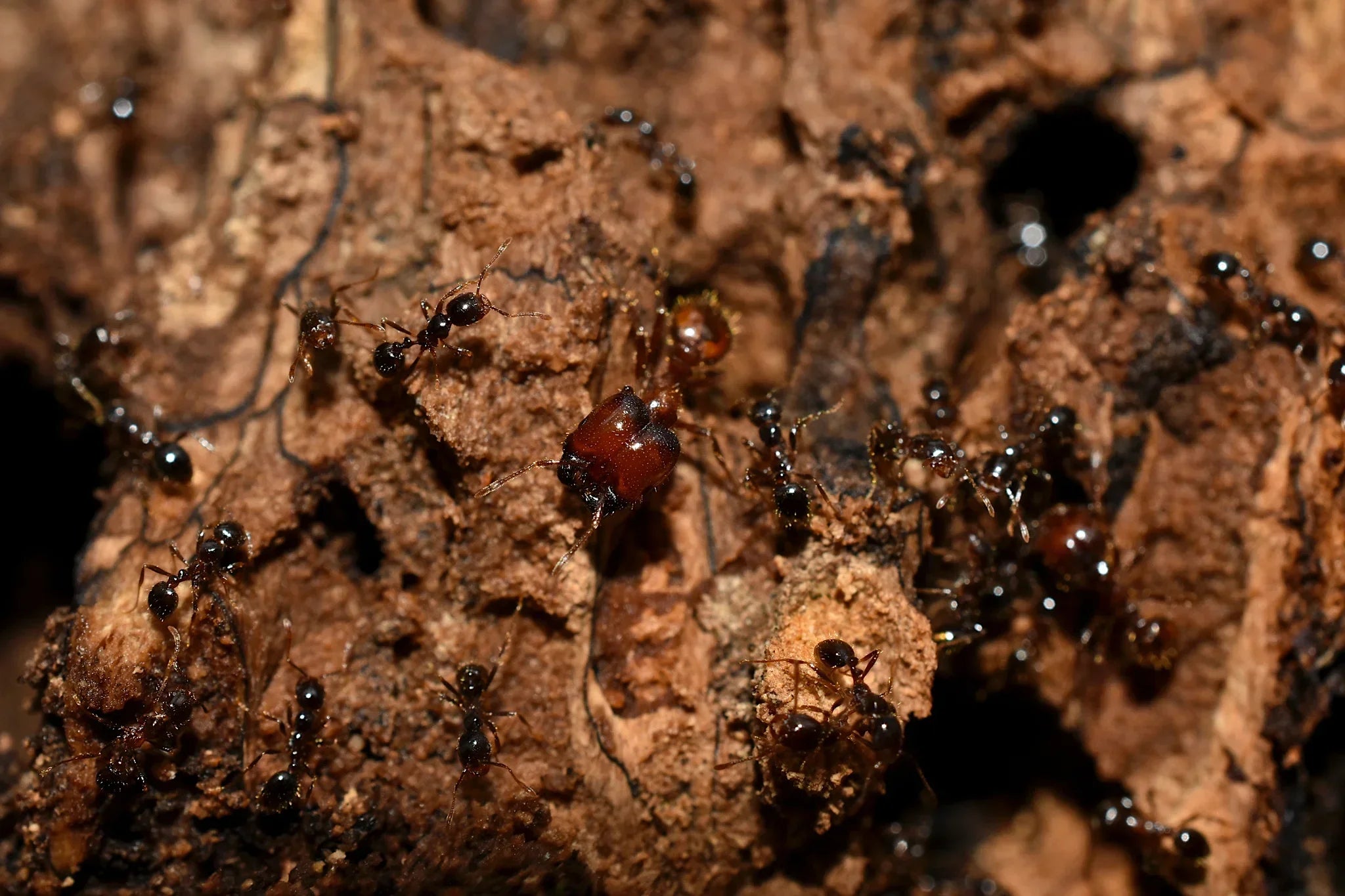 Ant Keeping Laws in the USA: What Every Keeper Needs to Know