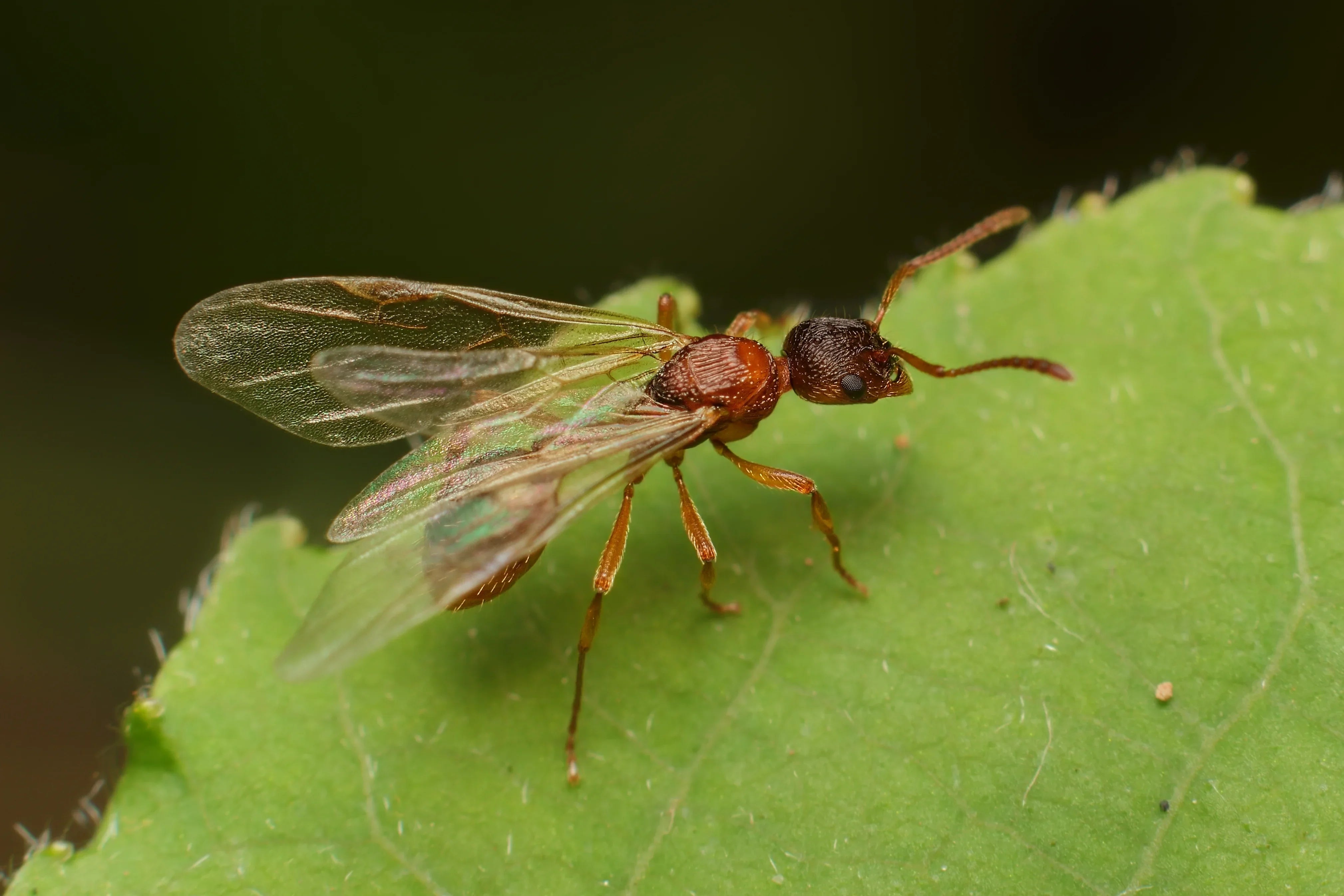 The Ant Nuptial Flight Map: Find Out When Ants Fly in Your State