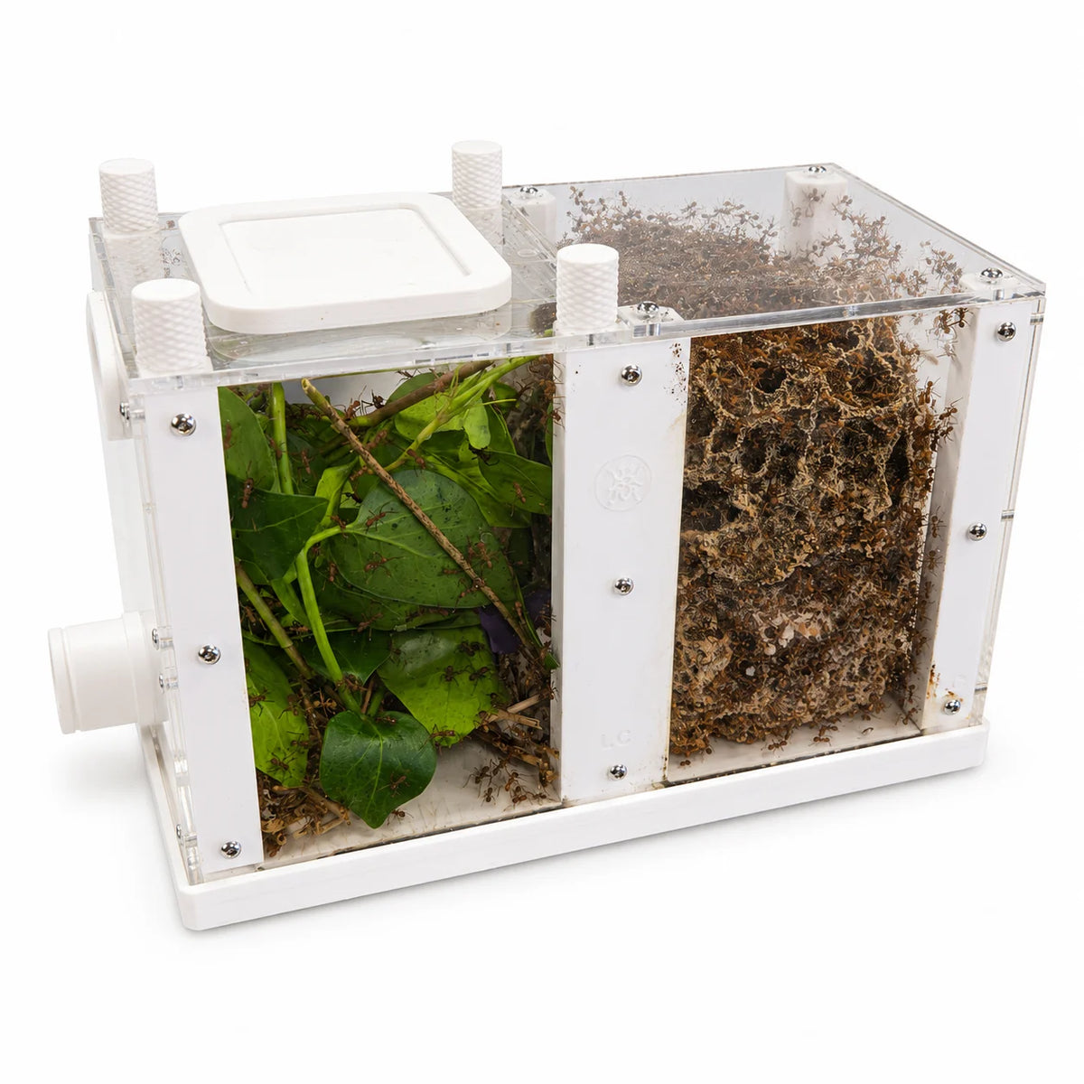 All-In-One Leafcutter Founding Setup with leafcutter ants on fresh leaves next to their exposed fungus garden