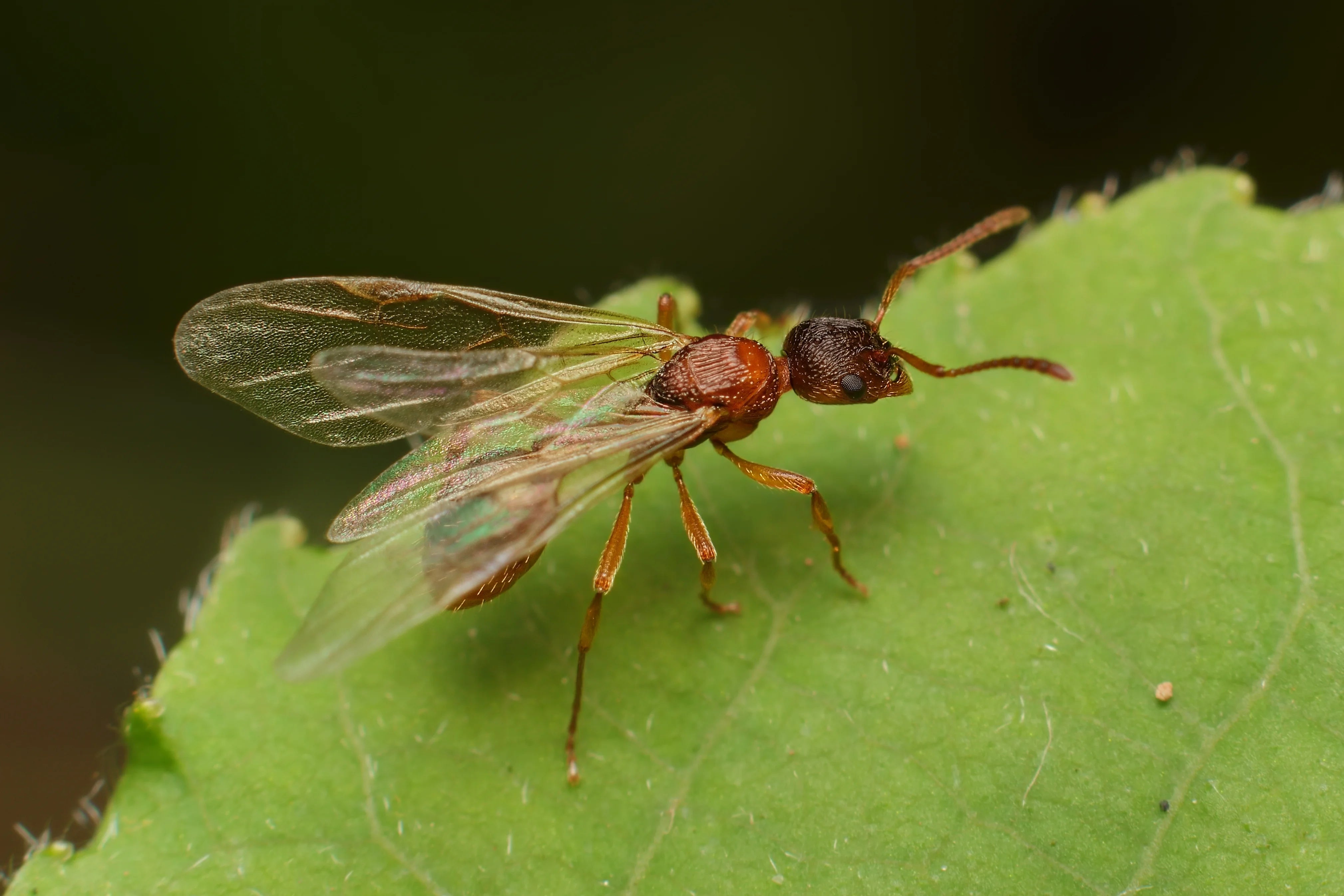 Winged reproductive ant (alate) resting on a green leaf before its nuptial flight